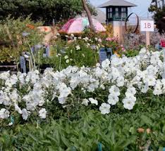 Image result for Petunia axillaris