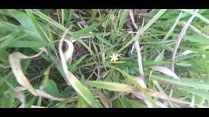 Image result for Hypoxis kilimanjarica