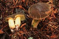 Image result for Xerocomellus diffractus