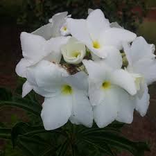 Audrey Dreygo Headley On Instagram Plumeria Pudica Is A Species Of The Genus Plumeria Native To Panama Colombia Plumeria Pudica Plumeria Frangipani
