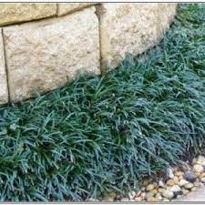 Black Mondo Grass Border Grass Venusvein Com Yjg6oqxka4 Mondo Grass Dwarf Mondo Grass Black Mondo Grass