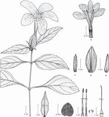 Image result for Barleria sp. D (near holubii)