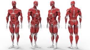 Muscle tissue is made up of bands of cells that contract and allow bodies to move. Muscles And Bones Anatomy Stock Illustration Illustration Of Education 83302367