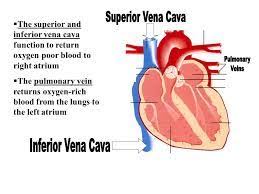 Pin By Nonas Arc On Interrupted Inferior Vena Cava Ivc Vena Vena Cava Pulmonary