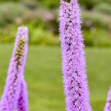 Image result for Pycnostachys reticulata