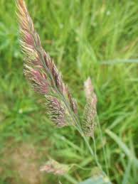 Image result for Persicaria glomerata