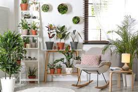 Tanaman di dalam rumah akan membantu memperbaiki kehidupan dengan memantulkan qi positif atau energi positif di dalam rumah anda. 10 Tips Memastikan Tanaman Dalam Ruangan Sehat Dan Subur Halaman All Kompas Com