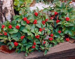 Image result for Cornus