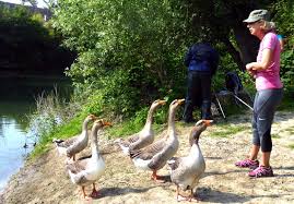 Maisonslaffitte Lemesnilleroi Marchenordique Il Fait Chaud Il Fait Beau Les Bords De Seine Nous Offrent La Marche Nordique Le Mesnil Le Roi Marly Le Roi