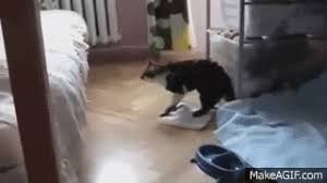 Un videoclip care te va face sa râzi cu lacrimi, in care diferite animalute fac atât momente amuzante cât și de inteligență. Filmulete Amuzante Cu Animale