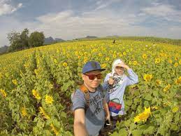 Cuaca di sana pun masih sejuk. Ladang Bunga Matahari Di Thailand Azyyati Liah