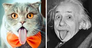 Meet Melissa The Einstein Cat Who Loves To Stick Her Tongue Out Cats Cute Cats Big Cat Rescue