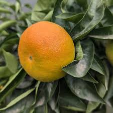 Image result for Citrus reticulata