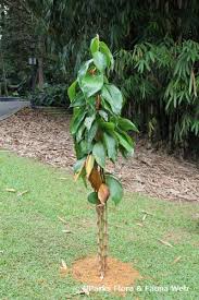Image result for Costus phyllocephalus
