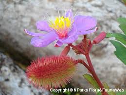 Image result for Clappertonia polyandra