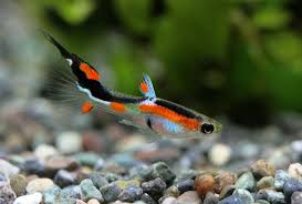 Bahkan di indonesia sendiri, ada sekitar 363 jenis ikan hias yang kini telah diekspor ke berbagai negara di dunia. Rekomendasi Aquarium Ikan Hias Dan Manfaatnya Blog Ruparupa
