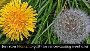 Maybe you would like to learn more about one of these? Jury Rules Monsanto Guilty For Cancer Causing Weed Killer Alltop Viral