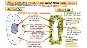 We did not find results for: Similarities And Differences Between Plant And Animal Cell In Urdu Hindi Youtube