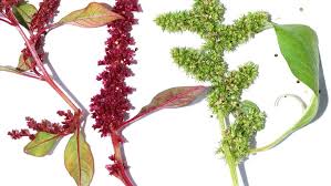 I have never been able to look at my front lawn the same again and a that means knowing the difference between an invasive species and a native one. Rethinking A Weed The Truth About Amaranth Our World