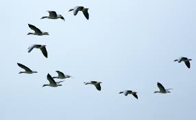Ducks mallards bird flight flying bird silhouettes birds sky sunset anas duck flying birds background silhouette of bird flying falcon wingspan birds swallow bird silhouette vector. Teaching Drones About The Birds And The Bees