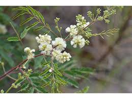 Image result for Buchnera chimanimaniensis