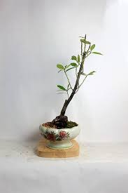 Magnolias come in a wide variety of cultivars both deciduous and evergreen. Southern Magnolia Bonsai Tree Quot Fall Exotics Collection Quot By Live Bonsai Tree Quot Bonsai Tree Bonsai Autumn Trees