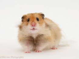 Long Haired Syrian Hamster Photo Syrian Hamster Hamster Bear Hamster