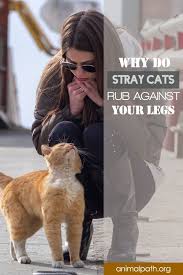 Why Do Stray Cats Rub Against Your Legs In 2020 Stray Cat Cat Behavior Cats