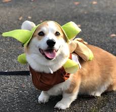 Corgi cute dogs in halloween costumes. Cute Corgi Costumes