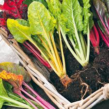 Check spelling or type a new query. Keep Cropping Swiss Chard Plants Bright Lights Suttons
