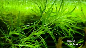 Image result for Najas graminea