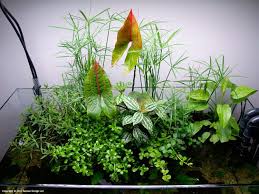 Johnson18 Riparium Plants Planted Aquarium Indoor Water Garden