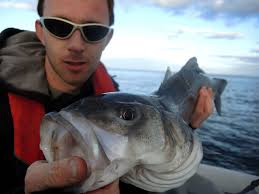 Really enjoying the SIB