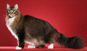 Black And White Tabby Maine Coon Show Cats 10 11 Tabby Cat Tabby Cats