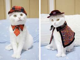 #cat #costumes #animals wearing clothes #flower #petal #petals #floral #flower cat #kitty #pussy cat #chubby cat #fat cat #animal costume #cat collar #collar. 28 Cats Wearing Clothing Ideas Cats Cat Clothes Crazy Cats