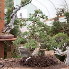 Bonsais are best repotted in spring. Repotting Conifers Bonsai Mirai