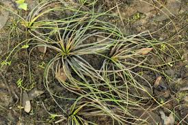 Image result for Isoetes welwitschii