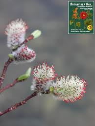 Image result for Salicaceae