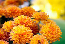 Rsultat de recherche d'images pour "image fleurs d'automne"