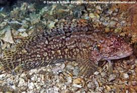 Image result for Barleria fissimuroides