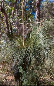Image result for Xanthorrhoea australis