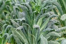 Image result for Calostephane