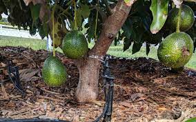 When should i repot an avocado tree? Do Avocado Trees Need A Lot Of Water Greg Alder S Yard Posts Southern California Food Gardening