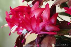 Many of us have to bring cacti indoors for winter to protect them from the cold. Giving Thanks For My Thanksgiving Cactus Pumpkin Beth