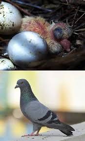 Easy Tips For Identifying Baby Birds Bird Identification I Like Birds Pigeon