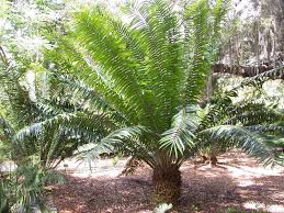Image result for Encephalartos gratus