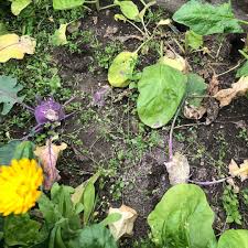 Shiva On Instagram Jetzt Sind Die Wuhlmause In Ein Kohlrabibeet Vorgedrungen Von Den Meisten Pflanzen Haben Sie Nur Die Blatter Gefressen So Manch Koh In 2020 Plants