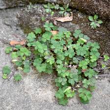Image result for Oxalis anthelmintica