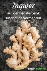 Superknolle Ingwer Nicht Kaufen Sondern Ganz Einfach Selbst Vermehren Ingwer Anbauen Gemuse Pflanzen Pflanzen