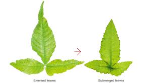 Image result for Bolbitis